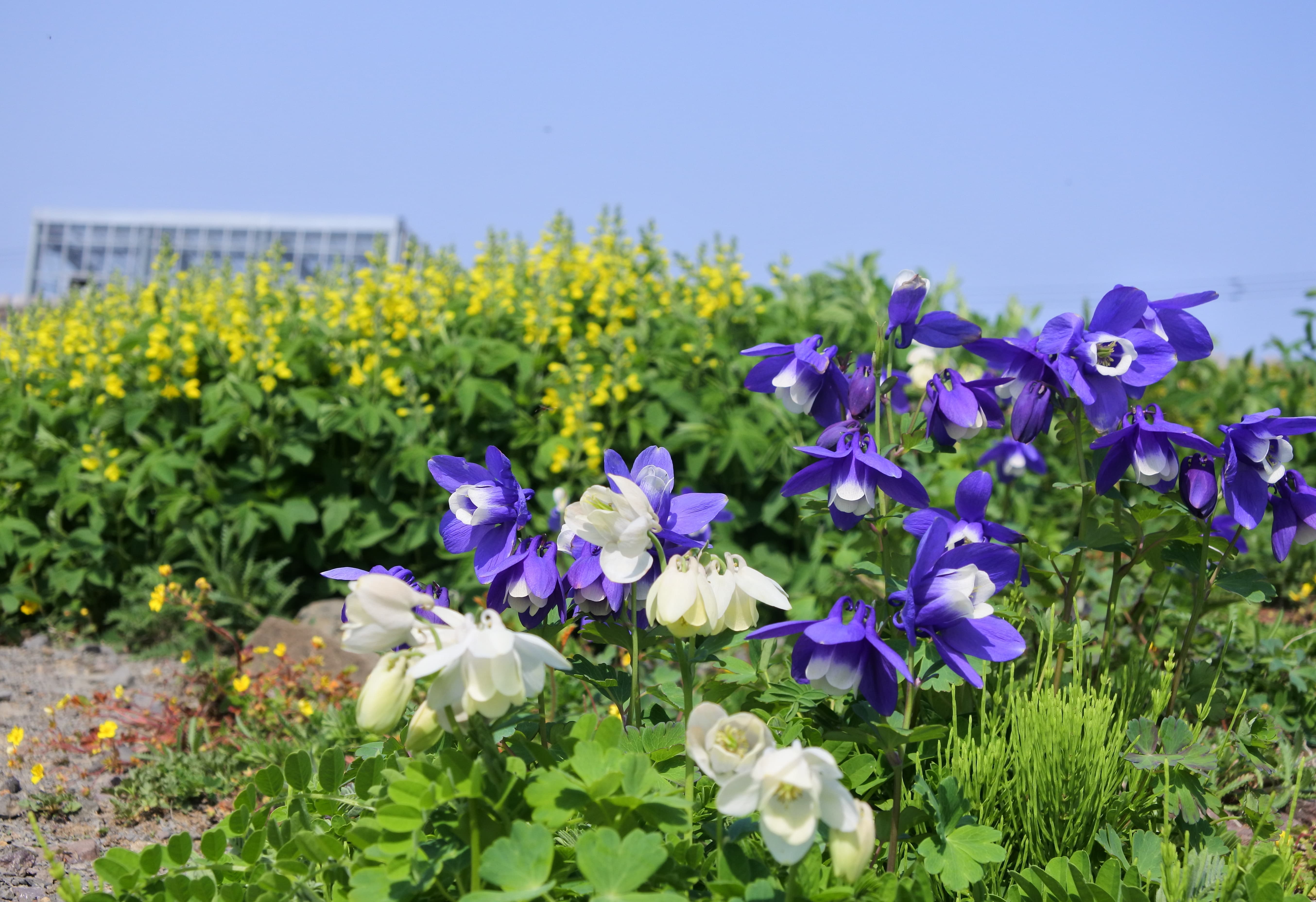 高山植物園